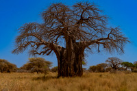 Africa 2025