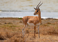 _DSC8387