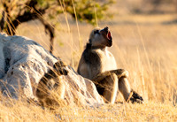_DSC0692-Edit
