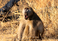 _DSC0947-Edit