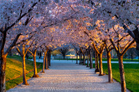 Utah State Capitol Cherry Blossoms